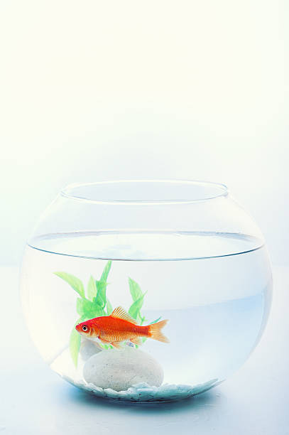 istock Goldfish in a fish bowl 638647374