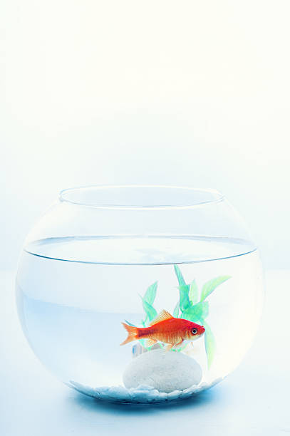 istock Goldfish in a fish bowl 638647846