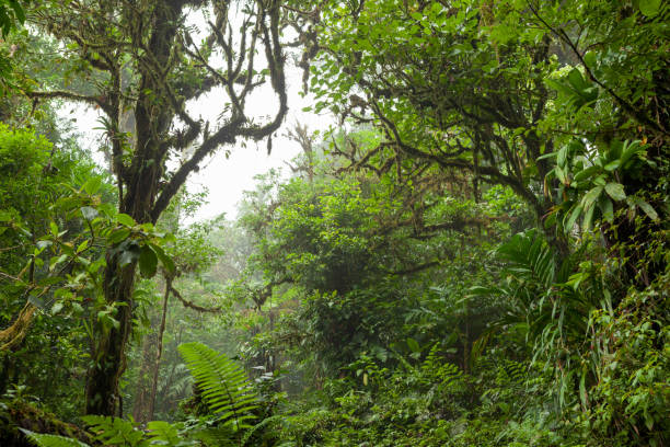 istock Deep in lush foggy rainforest 638648016