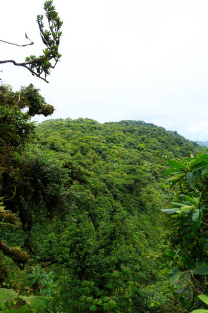 istock Rainforest landscape in Monteverde Costa Rica 638648196