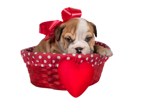 istock English bulldog puppy 638650410