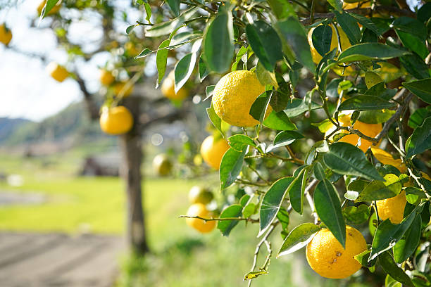 istock Senior woman harvesting citron 638650636