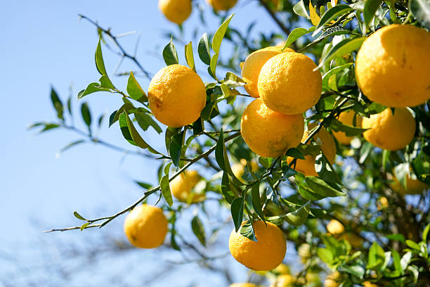 frischer yuzu-orangenbaum - lemon lemon tree tree branch stock-fotos und bilder