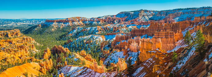 The evergreen foliage of the Ponderosa Pine forests of the Paunsaugunt Plateau high desert growing between the iconic golden pinnacle of the limestone hoodoos of Bryce Canyon National Park, Utah, USA.