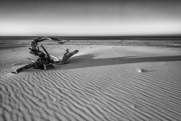 istock Beautiful sandy beach, Baltic Sea, Poland, Leba 638652618