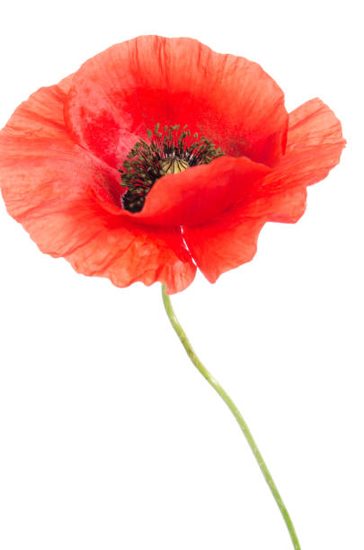 istock single red poppy isolated on white 638652760