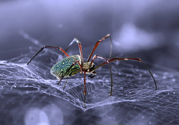 spider looking out for their prey. - getingspindel bildbanksfoton och bilder