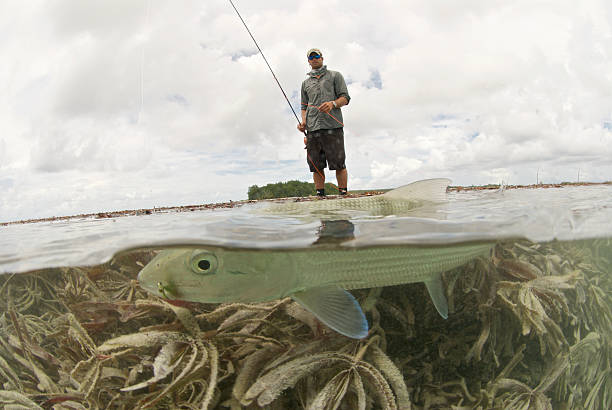 pesca con mosca para el pez hueso - bonefish fotografías e imágenes de stock