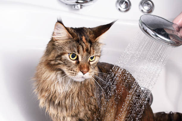 cat-bad - soaking tub stock-fotos und bilder