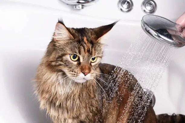 Photo of Cat bath