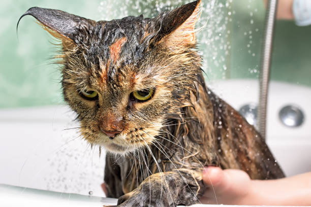 Cat bath Cat bath. Wet cat cat water stock pictures, royalty-free photos & images