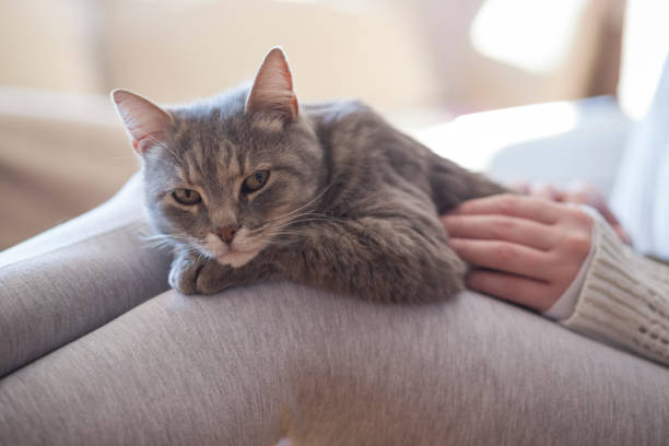 Cat in a woman's lap Furry tabby cat lying on its owner's lap, enjoying being cuddled and purring. Selective focus weak cat stock pictures, royalty-free photos & images