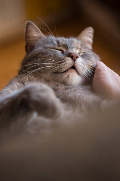 Cat enjoying the cuddling Furry tabby cat lying on its owner's lap, enjoying being cuddled and purring. Selective focus weak cat stock pictures, royalty-free photos & images
