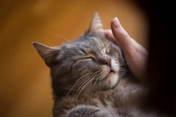 Furry tabby cat lying on its owner's lap, enjoying being cuddled and purring. Focus on the cat's nose, selective focus