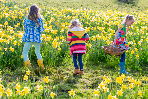 где они все? - daffodil easter egg hunt easter easter egg стоковые фото и изображения