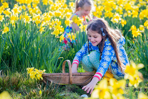 Little girl is in a daffodil field looking for easter eggs in an easter egg hunt. She has a basket and is picking up some eggs she has found.