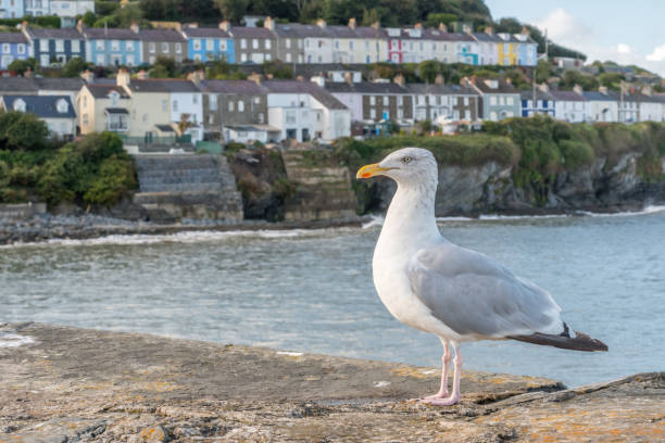 istock Seagull coastal village 638656142