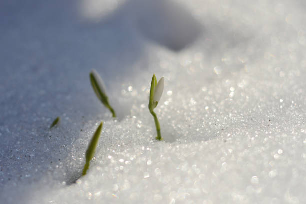 snowdrops im schnee - winter woods frost fragility stock-fotos und bilder