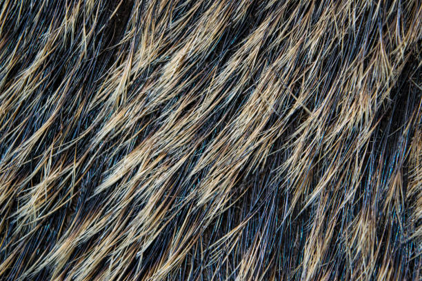 istock Boar fur texture, wildlife animal, close up. 638658434