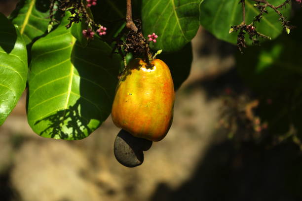 istock Cashew hanging from branch with flowers 638658938