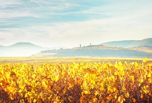 Landscape with autumn vineyards of Route des Vin, France, Alsace, toned