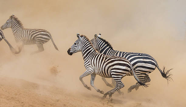 istock Zebras running in savanna. 638659250