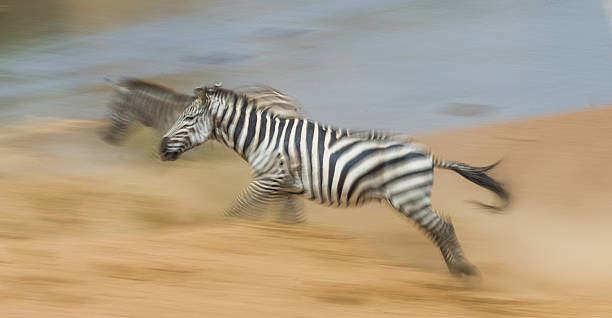 istock Zebras are running in the dust in motion. 638659260