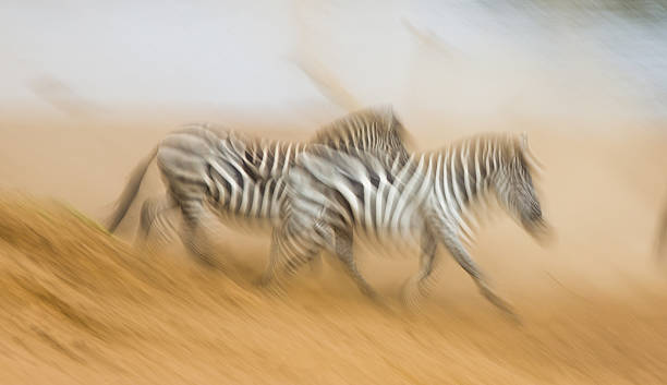 istock Zebras are running in the dust in motion. 638659318