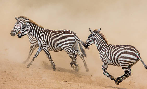 istock Zebras running in savanna. 638659400