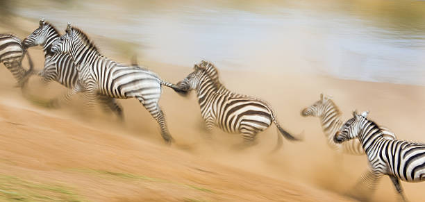 istock Zebras are running in the dust in motion. 638659504