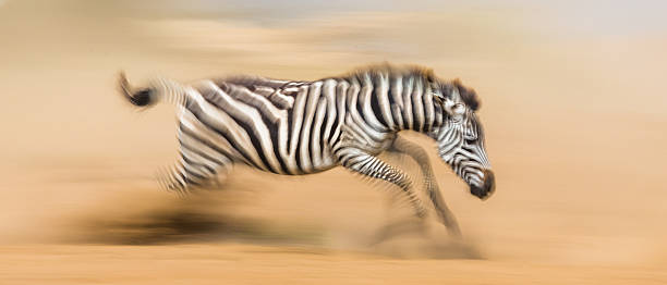 istock Zebra running in the dust in motion. 638659508