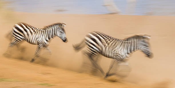istock Zebras are running in the dust in motion. 638659510