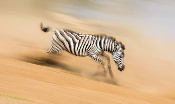 istock Zebra running in the dust in motion. 638659540