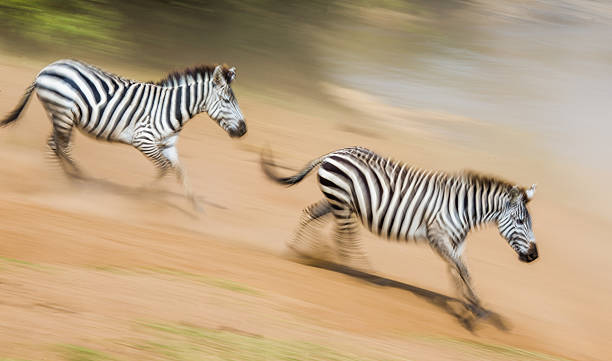 istock Zebras are running in the dust in motion. 638659624