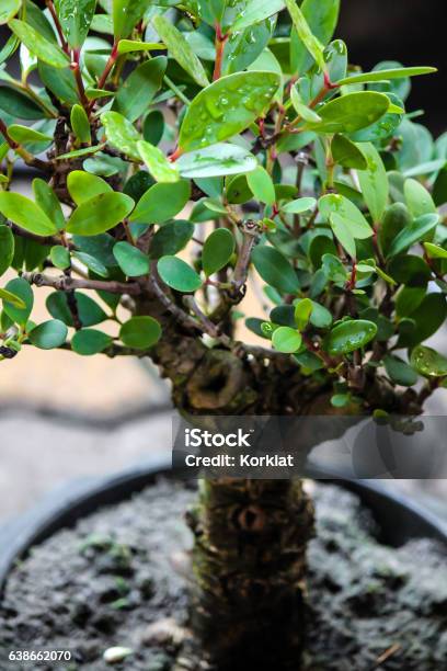 Closeup Bonsai Tree Stock Photo - Download Image Now - Bonsai Tree, Carmona, Art
