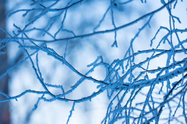 istock branches of trees in the snow 638662290