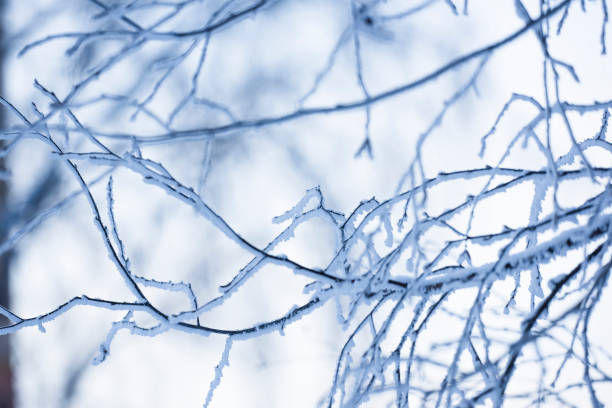 istock branches of trees in the snow 638662326