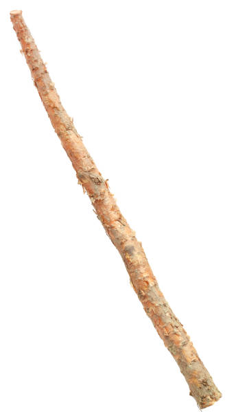 istock Root of Bomax tree used as ayurvedic treatment 638662878