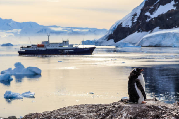 istock Lazy Gentoo penguin chick standing on rocks with cruise ship 638664274