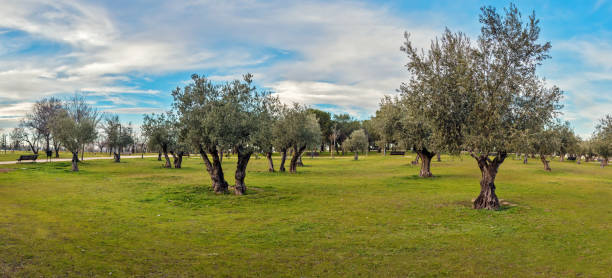 istock Panoramic view of green grass field with olive trees 638664630