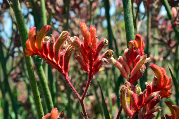 istock Australian Red Kangaroo Paw flowers 638664772