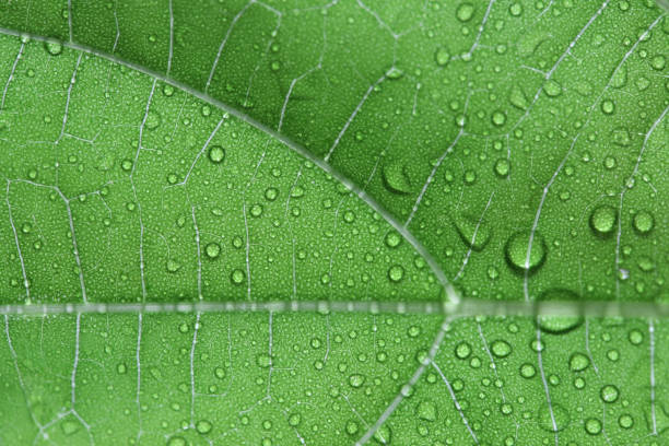 istock water drop on heart-leaved moonseed leaves. 638665154
