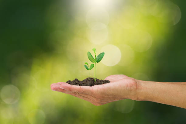 istock Man hand holding young green sprout on blurred bokeh background 638665276