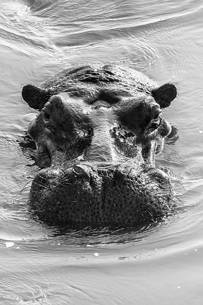 istock Portrait of Hippo head just over the water surface 638667882