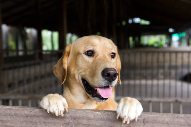 istock Brown dog stood and wait over the cage 638669386