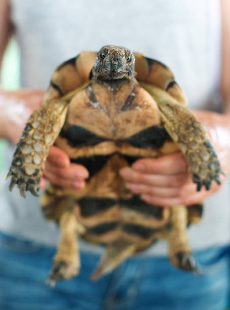 istock Woman holding turtle in her hands. 638669778
