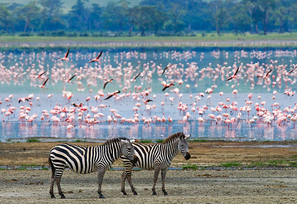 istock Two zebras in the background flamingo. 638670208