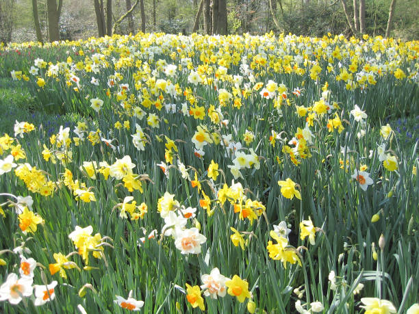 istock Flowers Narcissus in a botanical garden 638670220