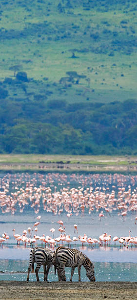 istock Two zebras in the background flamingo. 638670242