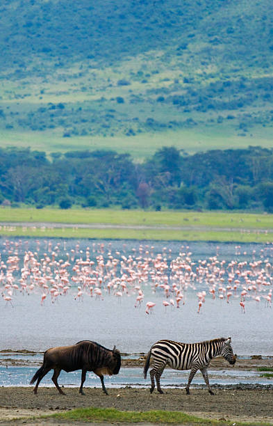 istock Two zebras in the background flamingo. 638670390